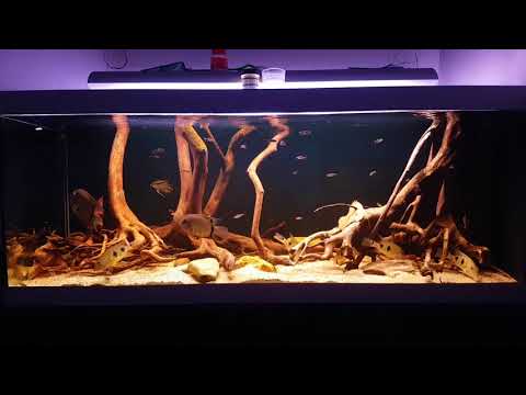 amazon aquarium biotope 650l tank 180G
