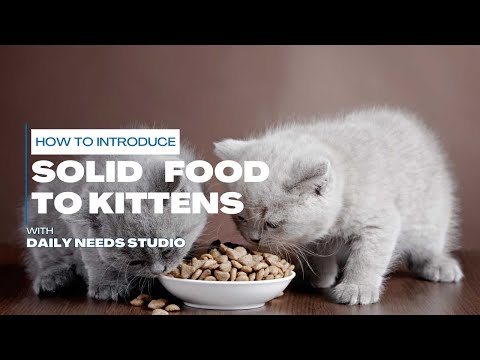 How to Introduce Solid Food to Kittens: Best Tips for Beginners