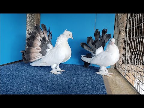 Avem puișori albi cu coadă neagră la Voltații Indieni!💪😁🙏🕊️