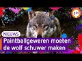 Wolf beschieten met paintballgeweer mag vanaf nu
