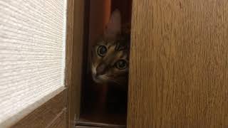 #ベンガル猫 #ルイ #ひょっこりはん 猫に意地悪してみた(❁´ω`❁)