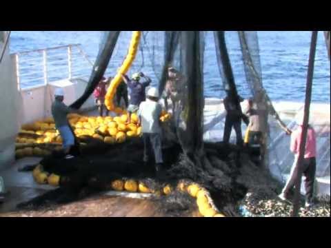 Purse Seine Fishing