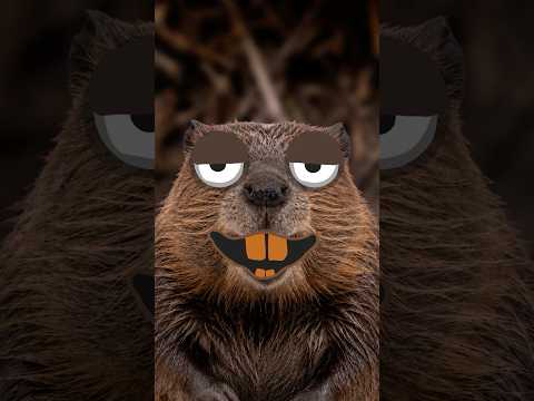 Beaver Guy Exposed
