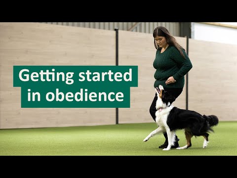 How to get started in Dog Obedience