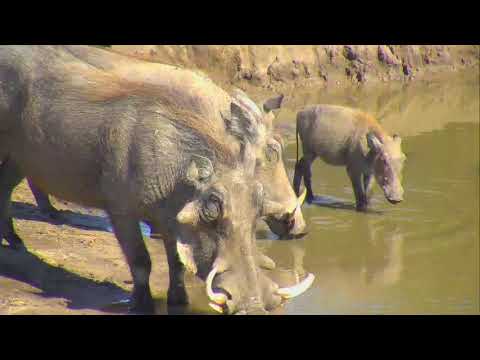 Warthog at Nkorho