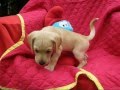 Pet rescue | Puppies for Sale | Animal Shelter in dc ...