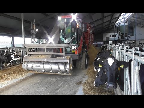 Milchvieh futtern mit RMH