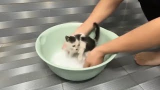 Bathing a REALLY DIRTY kitten - The end result is truly amazing relaxation.