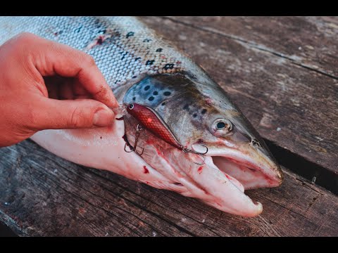 Ensimmäinen lohi Tornionjoelta