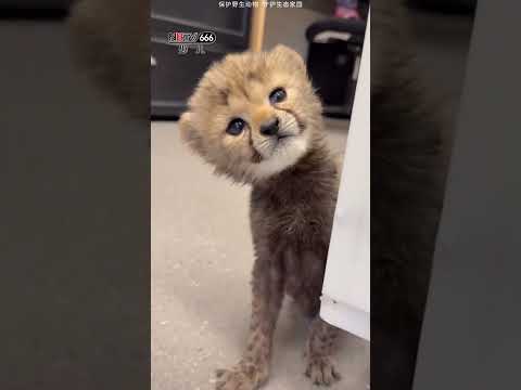 Con thú nào hồi nhỏ trông cũng cute vãi! #shorts