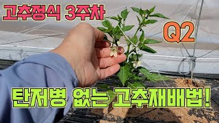 고추 정식 3주차 탄저병 없는 고추 재배법!! 탄저병을 막는 고추농사 잘 짓짓는 법!!