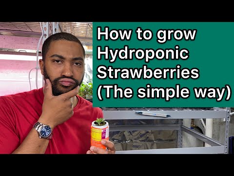 How to grow hydroponic strawberries (easy)