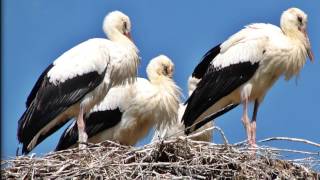 WITAJ NAM BOCIANIE !!!