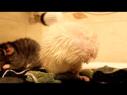 Kąpiel Szczura - Rat's Bath