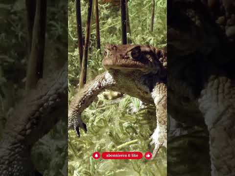 Schnecken auf natürliche Weise bekämpfen - Diese Tiere helfen dir! - Gartenexpedition #shorts