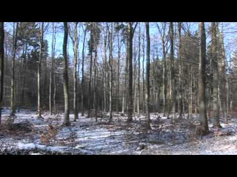 Nachhaltige Forstwirtschaft - Landesbetrieb Hessen-Forst