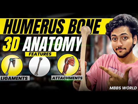 Humerus Bone Anatomy 3D - Upper Limb | Attachments of Humerus, Ligaments & Features | MBBS World