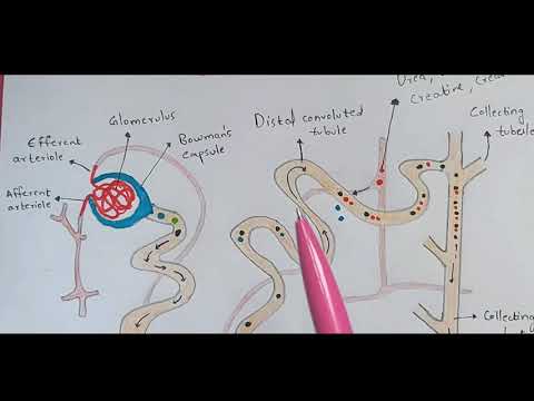 Typhoid fever Salmonella typhi Causes symptoms diagnosis treatment Bio science