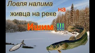 Ловля налима зимой на живца