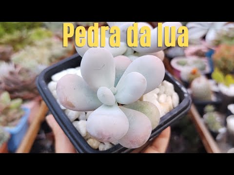 , title : 'impressionante!!! Pachyphytum Oviferum (pedra da lua) saiba como ter a sua linda. #suculentas'