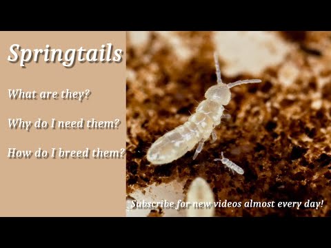 Feeders | Springtail cultures