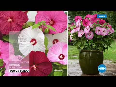 HSN | Outdoor Living featuring Leaf & Petal Designs 03.11.2022 - 03 AM