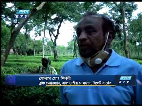 প্রধানমন্ত্রীর বিচক্ষনতায় বন্ধকরা হয়নি দেশের চা বাগানগুলো