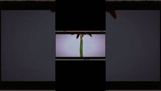 ヨルシカ LIVE TOUR 2025「盗作再演」盗作/創作セトリメドレー Guitar＆Basscover byフクレモ.  #盗作live  #キタニタツヤ【#盗作】【#ヨルシカ】【#盗作再演】