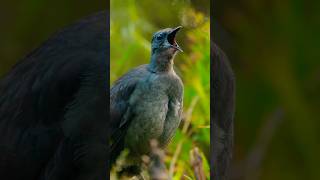 Download lagu Pakar burung viral, membuat orang tertawa terbahak-bahak dengan video lucu hiburan  62 video lucu viral mp3