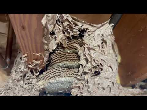 A Big & Active Yellow Jacket Nest in the...