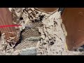 A Big & Active Yellow Jacket Nest in the Basement in Manasquan, NJ