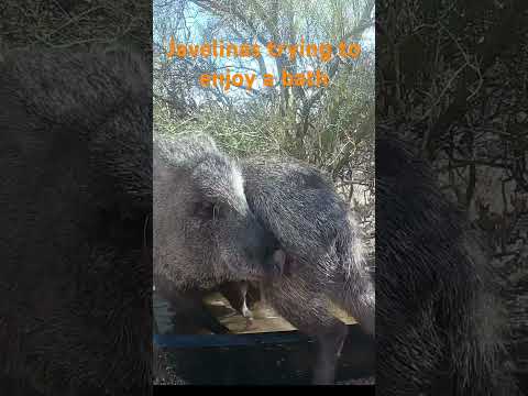 Javelinas try to bathe in hot Arizona weather. #desertwildlife #javelina #trailcamera #wildlife