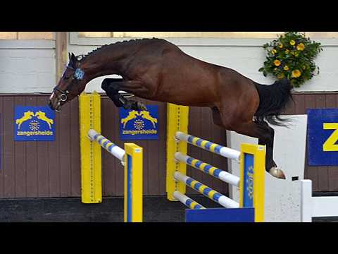 Approved stallion - Cascadello I X Carthago X Quidam de Revel