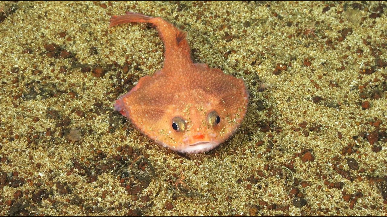 Costa Rica Deep - Species Discoveries - FK190106