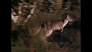 Skippy the Bush Kangaroo 1968 - 1970 Opening and Closing Theme  (With Snippet)