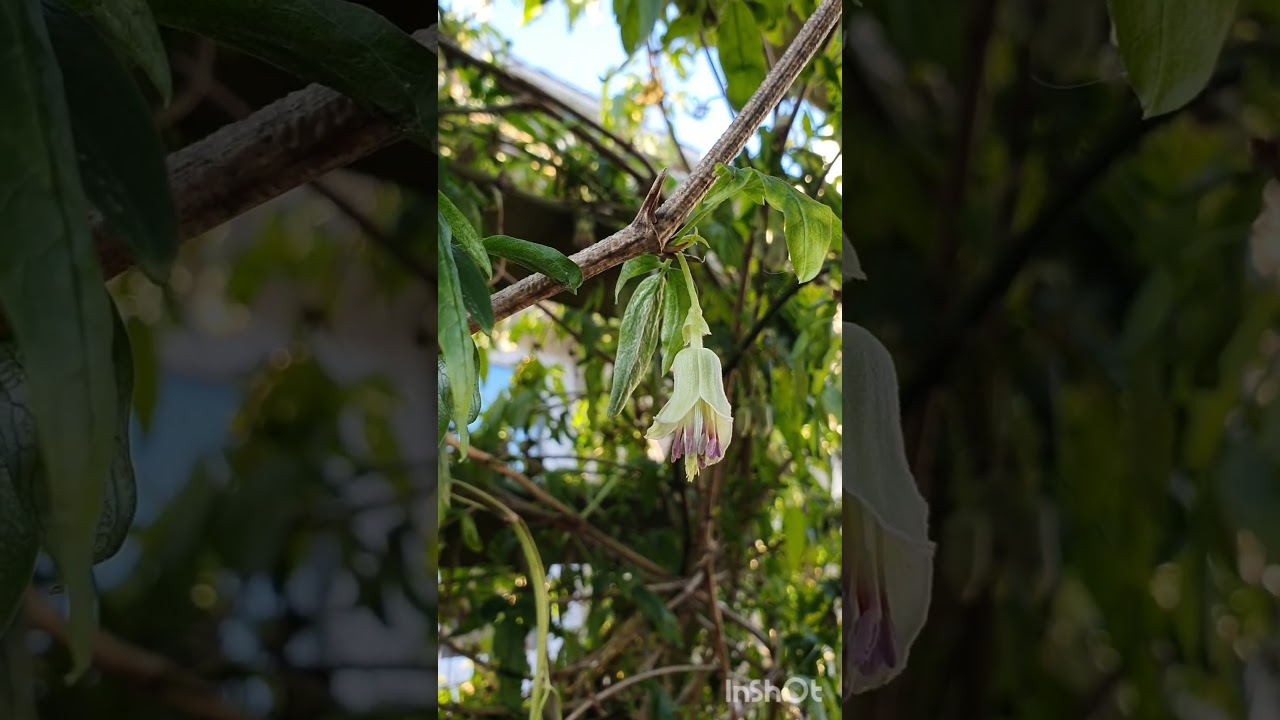 Beautiful Winter Bells