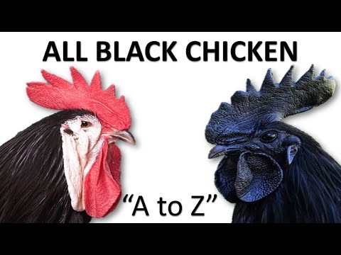 , title : 'All Black Chicken Breeds | Black Chicken | Black Hen l A to Z'