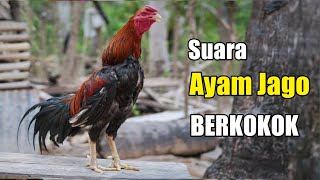 Download lagu SUARA AYAM JANTAN BERKOKOK - Suara Ayam Jago mp3