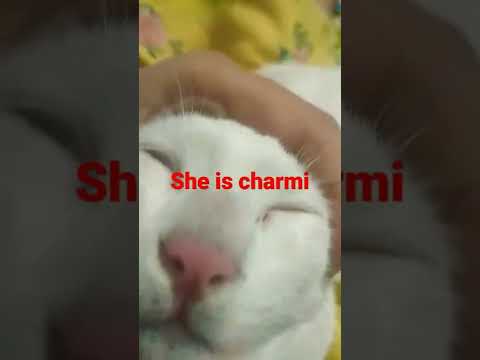 Sajna| say yes to the dress| Badshah song | cute cat on song sajna | cute and funny animals | Charmi