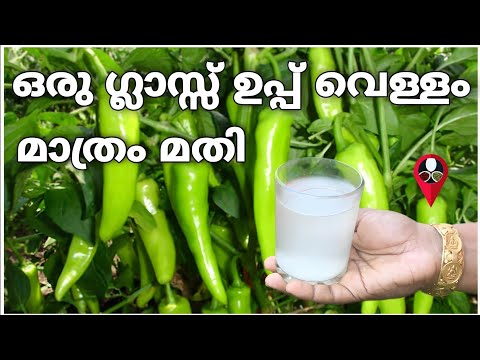 How to harvest chillies without pests | Kanthari mulaku krishi malayalam | Pachamulaku Prs Krishi