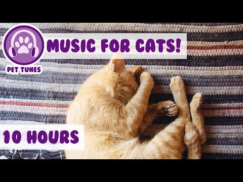 Relaxing Music to Help Your Depressed Anxious Cat Calm Down, Soothe My Kitten! Pet Therapy