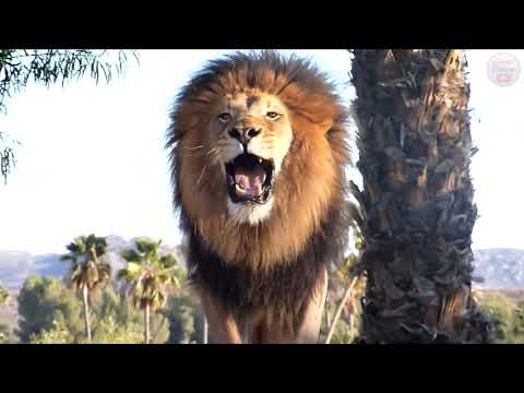 Rugido de Leão vs Tigre