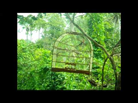 Bigode "tubarão"x torneiro pardo sem fêmea!