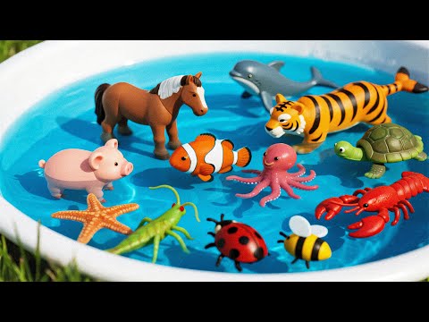 Insects Name | Learn 50 Insects Names for Kids in English | Names of insects  #insects