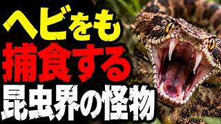 【驚異】日本を代表する強すぎる昆虫7選