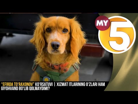 “Efirda To‘raxonov” ko‘rsatuvi | Xizmat itlarining o‘zlari ham giyohvand bo‘lib qolmaydimi?