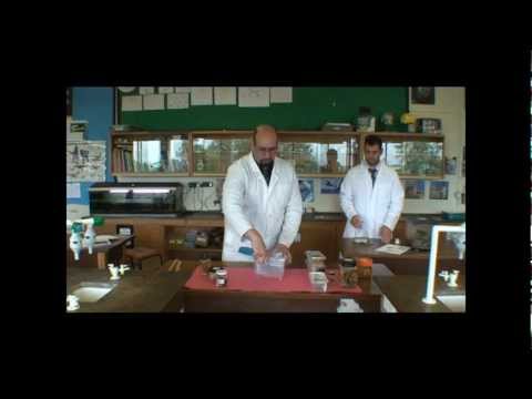 Year 7 Bugs Project Video