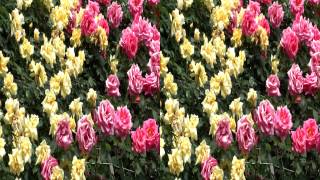 preview picture of video '-3D-  The Aramaki Rose Garden in Itami-city '2013'