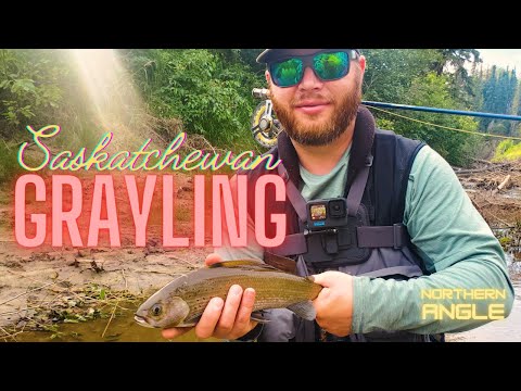 Arctic Grayling fishing Northern Saskatchewan