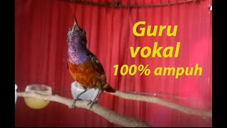 Download lagu Masteran KONIN durasi 30 menit mp3 Download lagu Masteran KONIN durasi 30 menit mp3